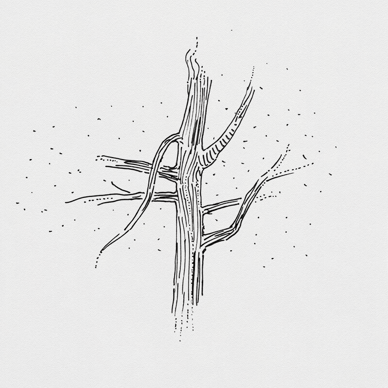 Sketch tree